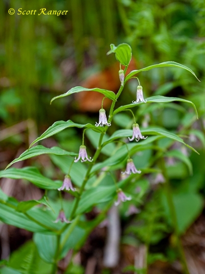 {Streptopus lanceolatus}